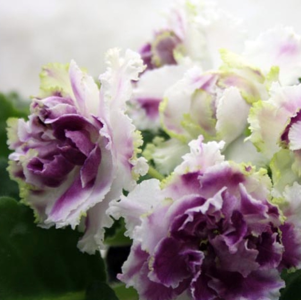 ☘ RS-LEDYANAYA ROZA ☘ ICE ROSE ☘ African Violet Plant ☘ Plug Russian Variety