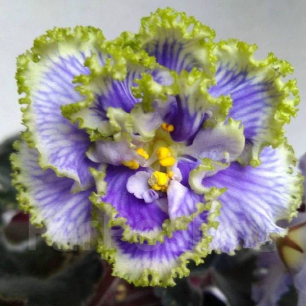 African Violet Plant Making Waves