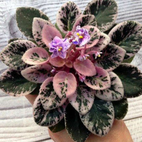 ☘ RS-LEDYANAYA ROZA ☘ ICE ROSE ☘ African Violet Plant ☘ Plug Russian Variety